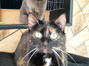 Chambre Chez L'habitant Belbeuf 108668-7