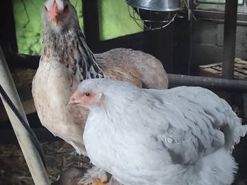 Chambre Chez L'habitant Belbeuf 108668-8