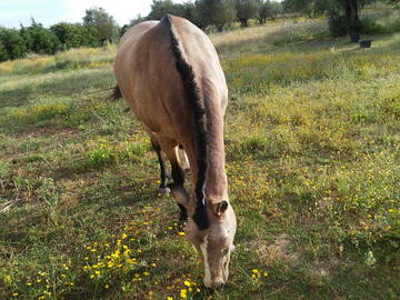 Hemvistelse District De Santarém 162241-4