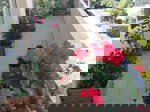 Alojamiento Compartido Le Grand-Saconnex 542909