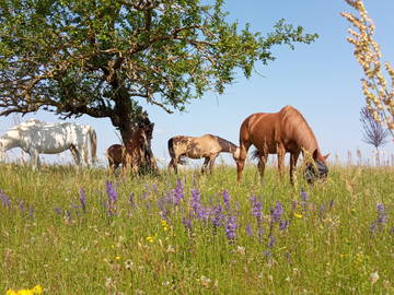 Colocation Beaurepaire 264296-5