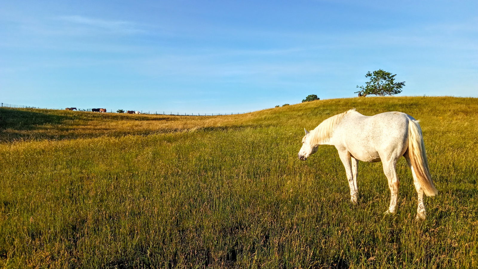 Colocation Beaurepaire 264296