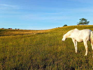 Colocation Beaurepaire 264296-6