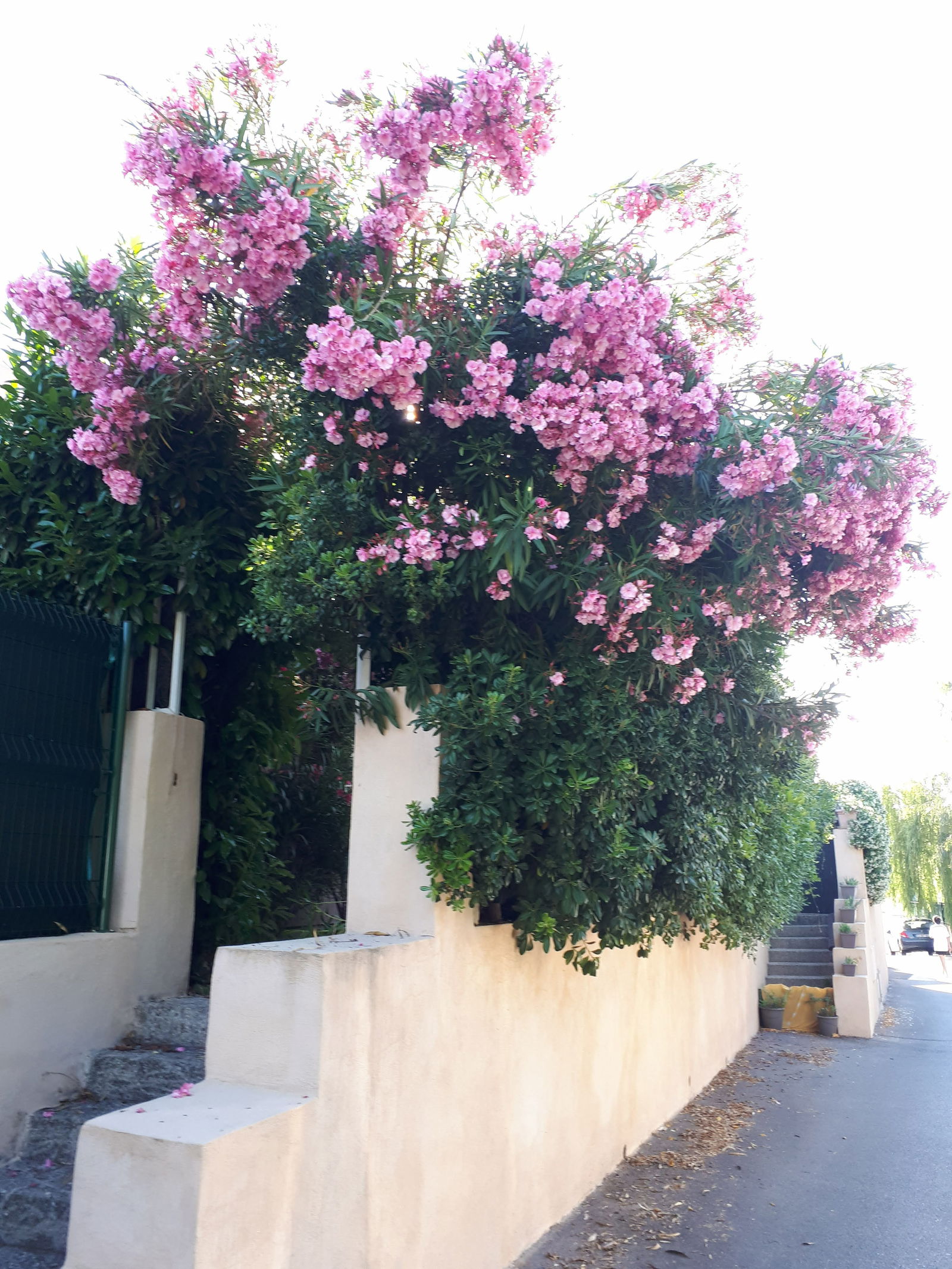 Colocation Valbonne 114676