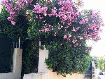 Colocation Valbonne 114676-6