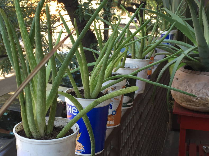 Famiglia México D.F. 213187-1