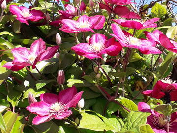 Chambre D'hôte Ambon 121671-4