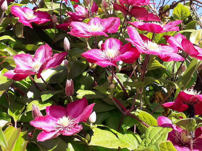 Chambres D'hôtes Ambon 121671-4