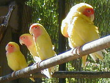 Logement Entier Bambous 1427-8