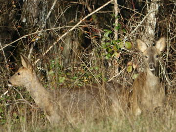 Homestay La Gonterie-Boulouneix 238920-8