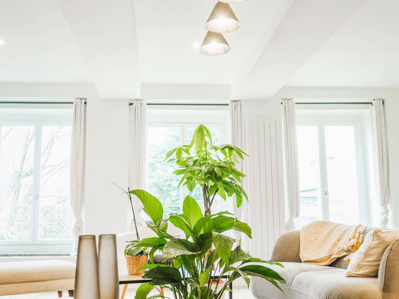 Colocation Tourcoing 244849-3