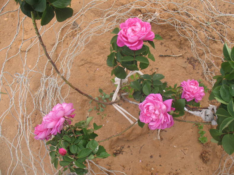 Camere Per Gli Ospiti Tataouine 131362-3