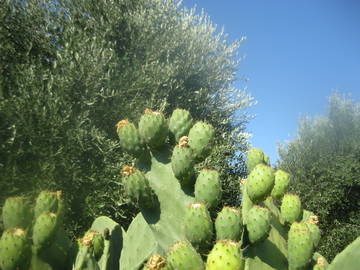 Chambre Chez L'habitant Provincia Di Brindisi 250551-6