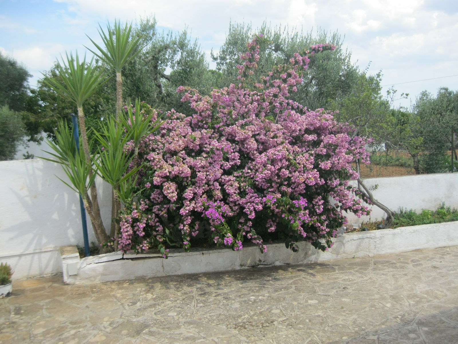 Homestay Provincia di Brindisi 250551
