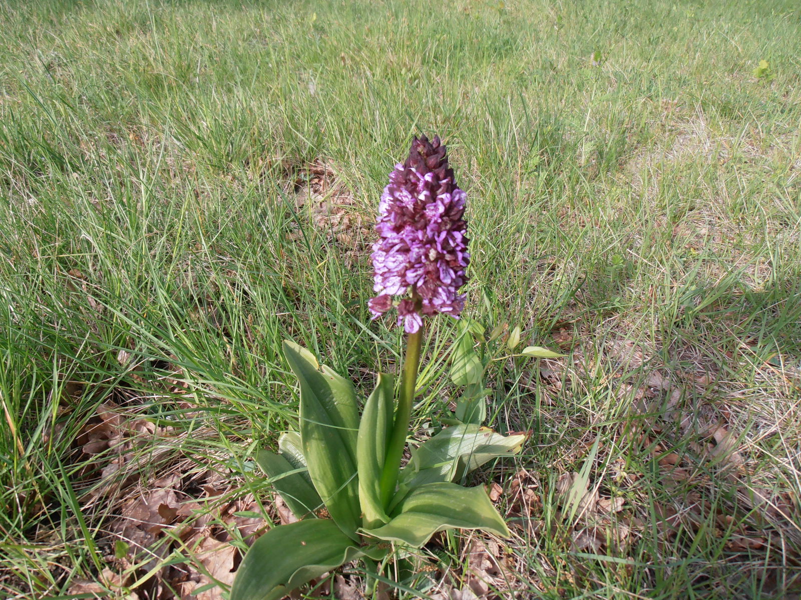 Studio Indépendant Saint-Paul-Trois-Châteaux 127611