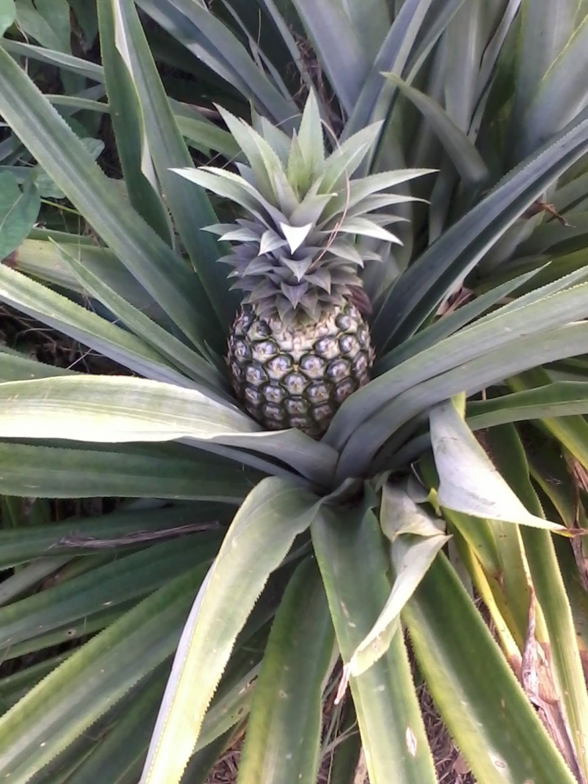 Hemvistelse Martinique 67506