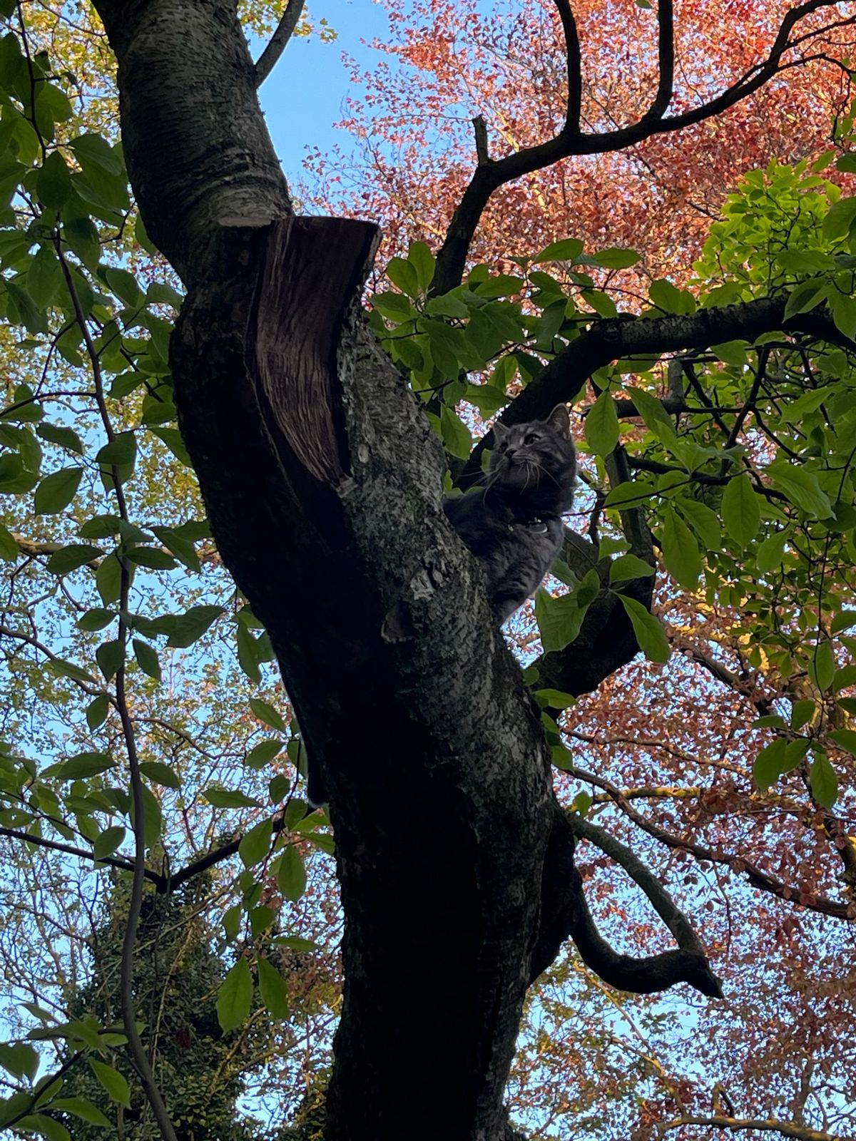 Hemvistelse Forest 473622