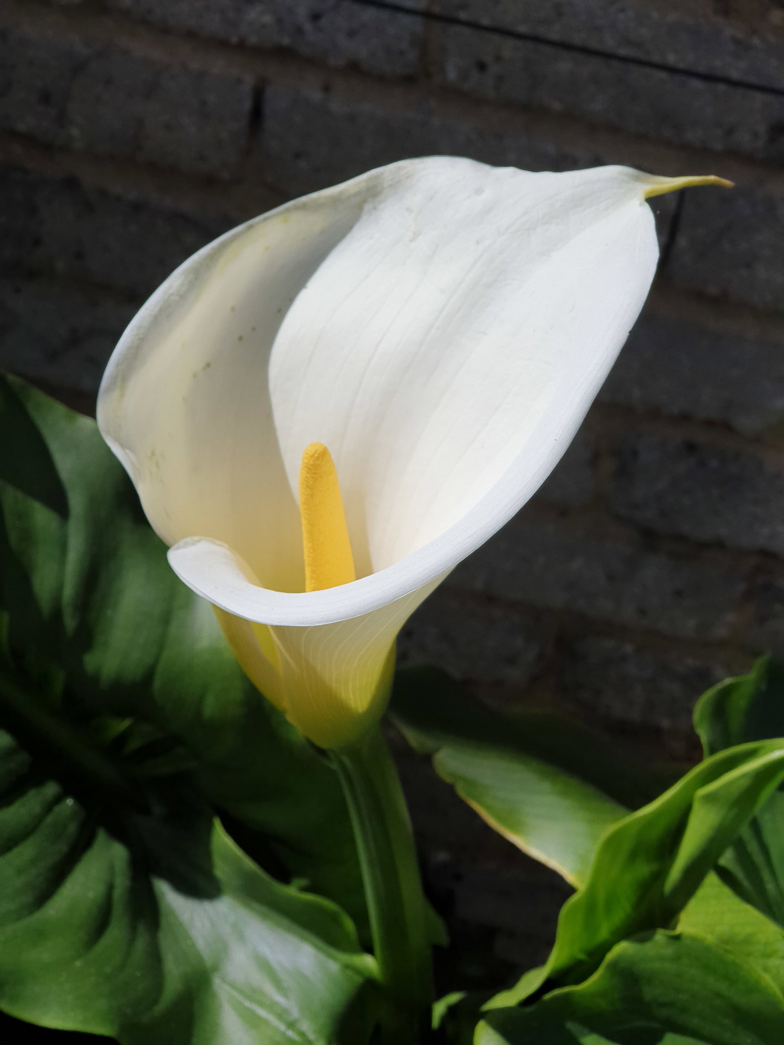 Hemvistelse Champigny-sur-Marne 662800