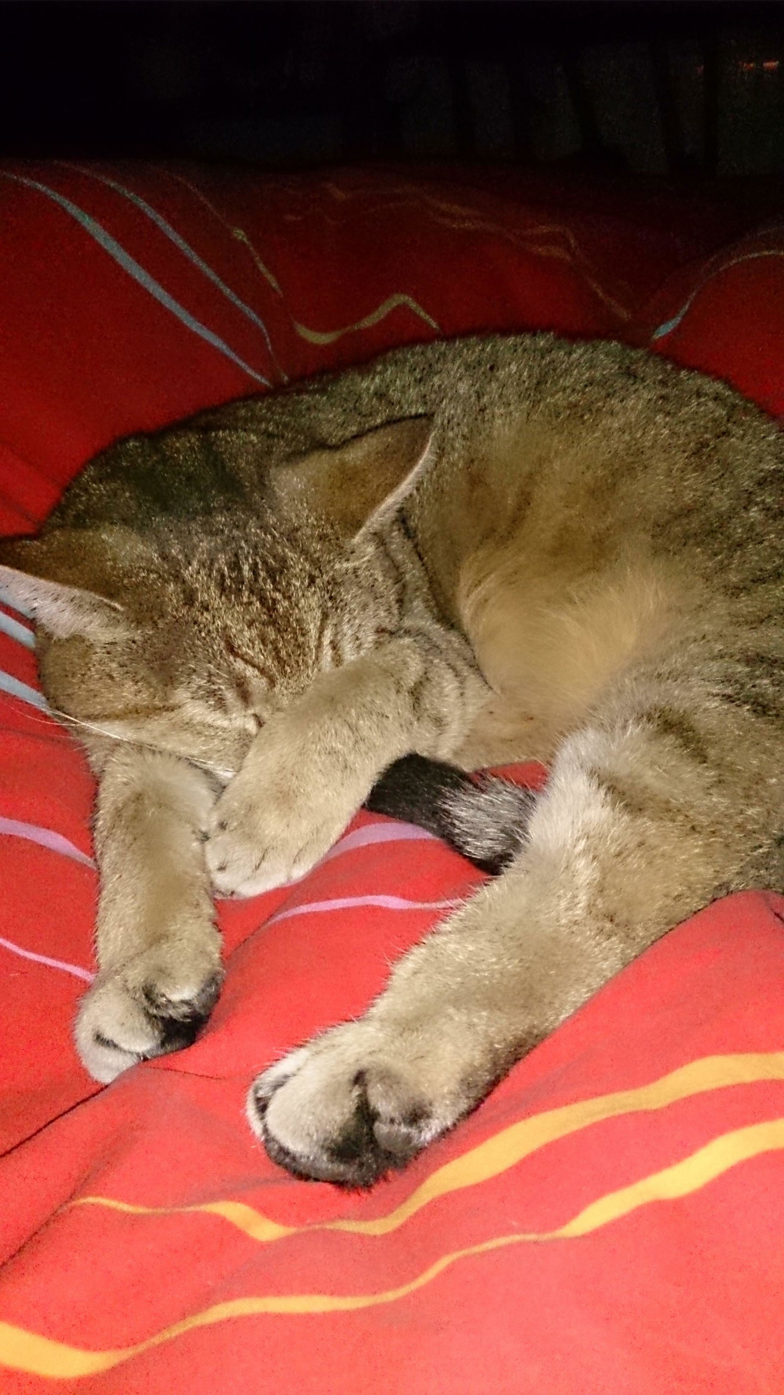 Hemvistelse Le Val-d'Ajol 211661