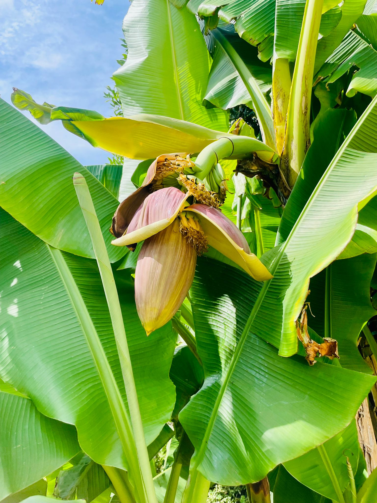 Coliving Le Havre 641668