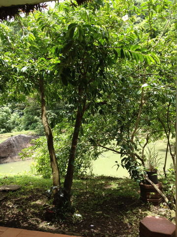 Bed And Breakfast Le Morne-Vert 36546