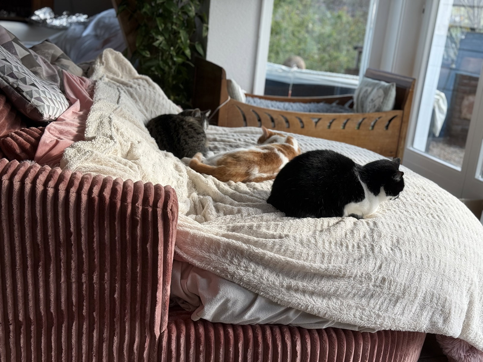 Coliving Wolschwiller 646750