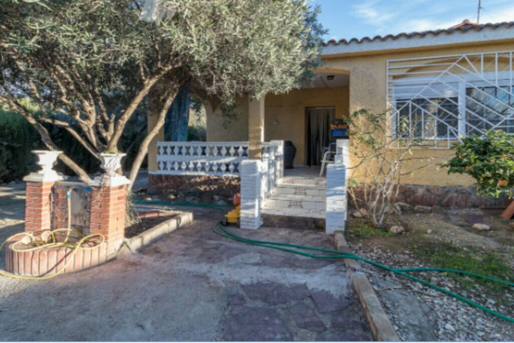 Kolokasie València 246798