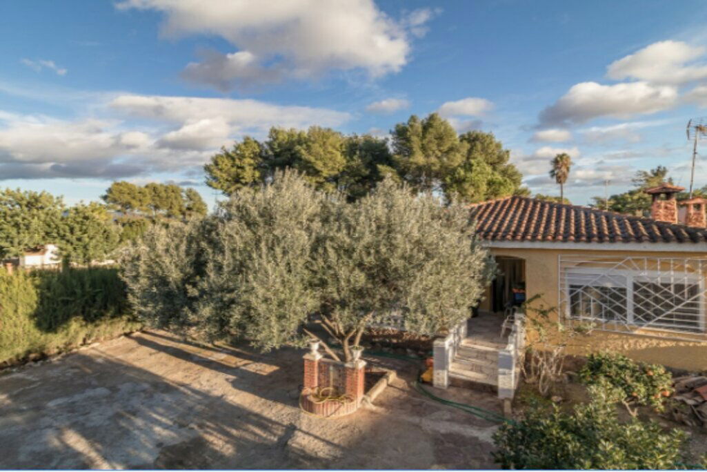 Kolokasie València 246798