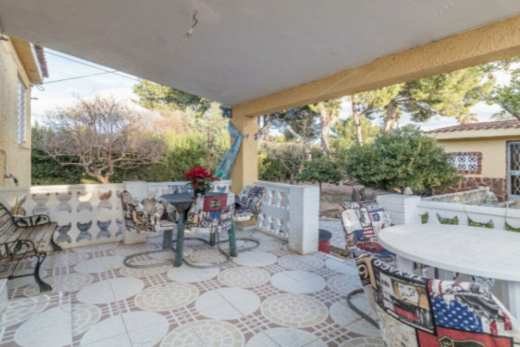 Kolokasie València 246798