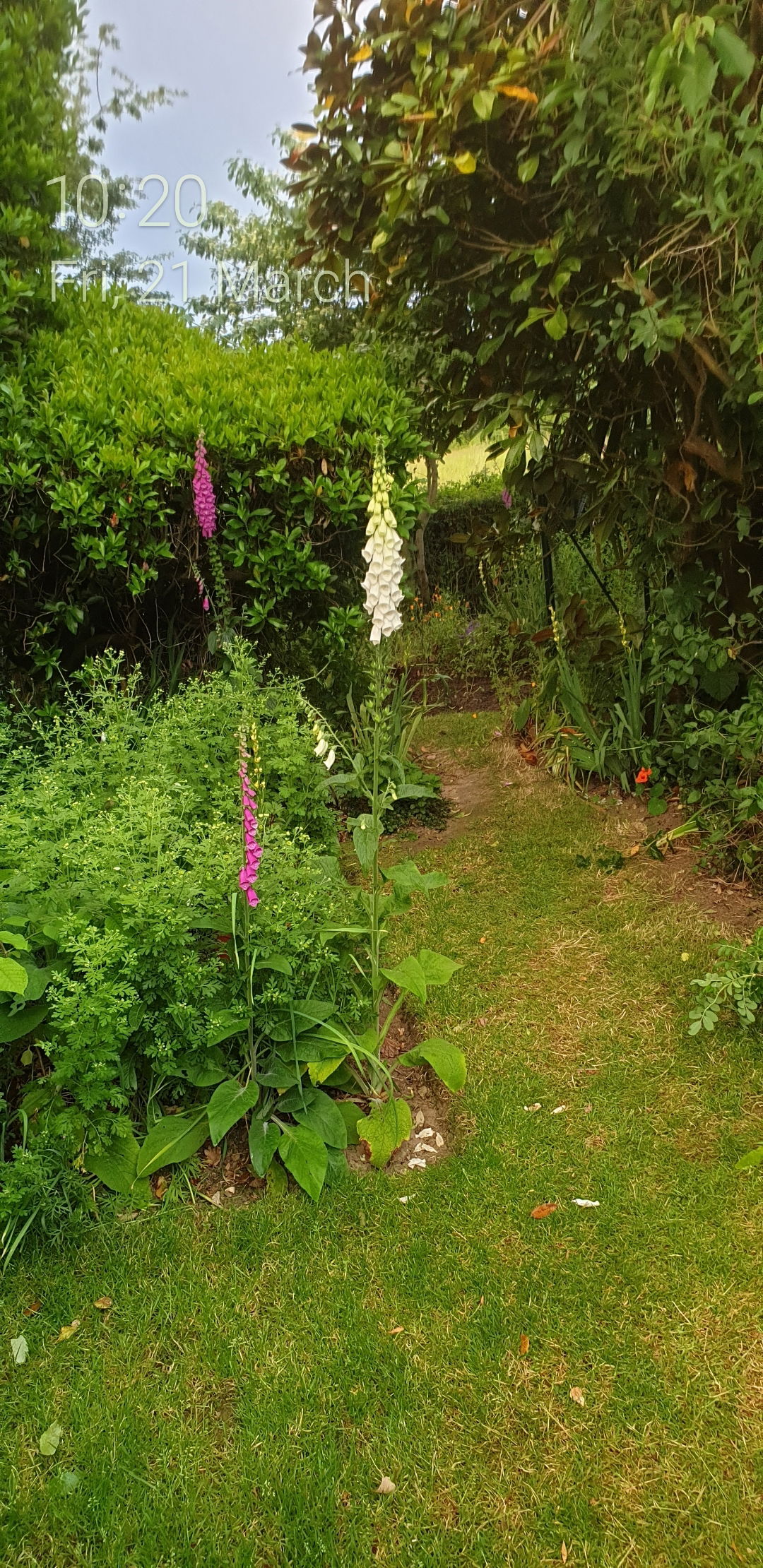 Homestay Ryde 534587