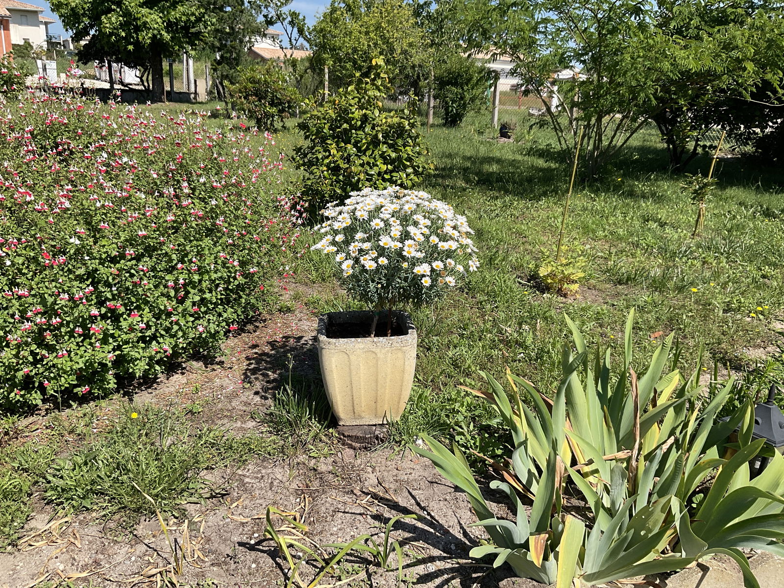 Famiglia Langon 249387