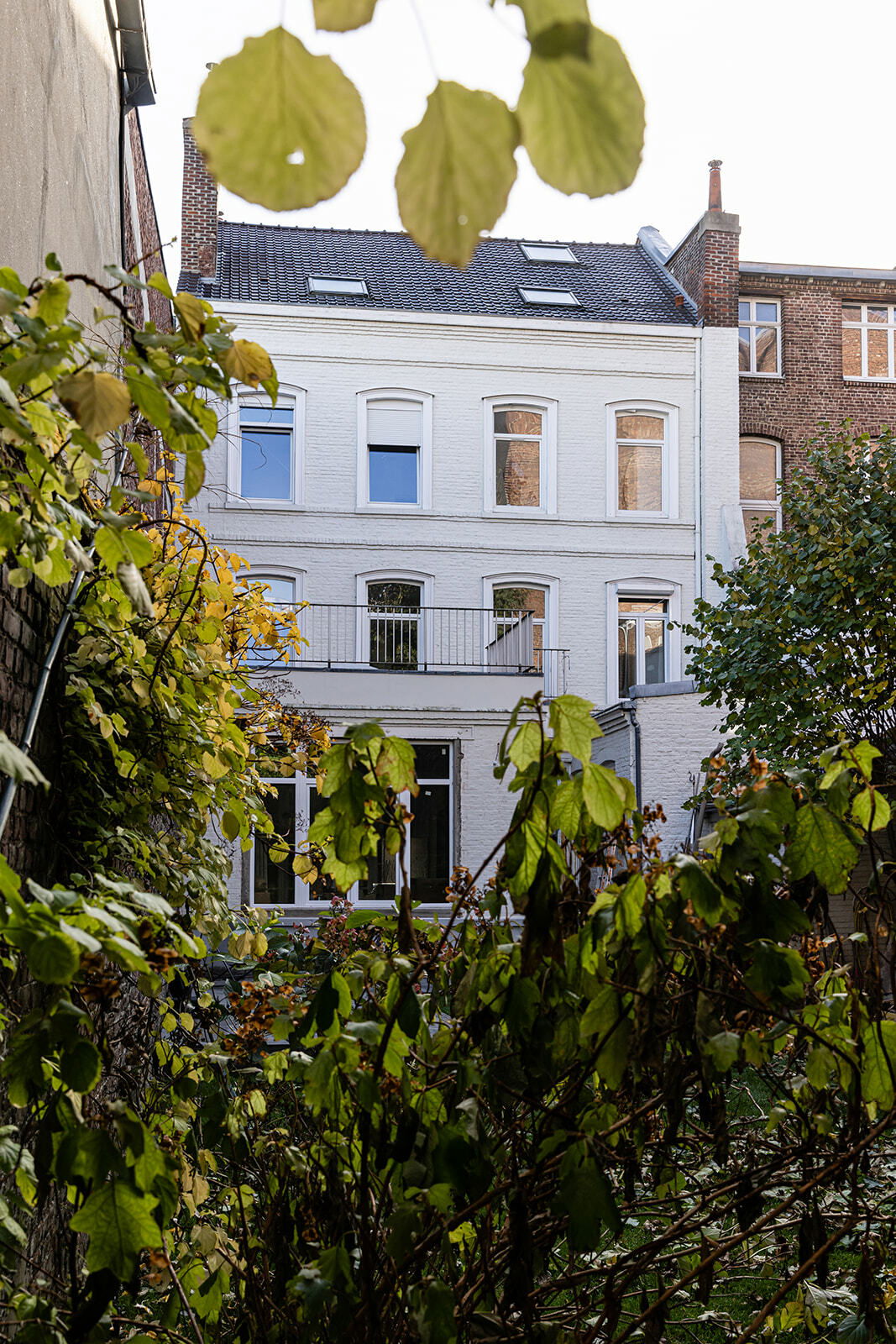 Kolokasie Lille 254509