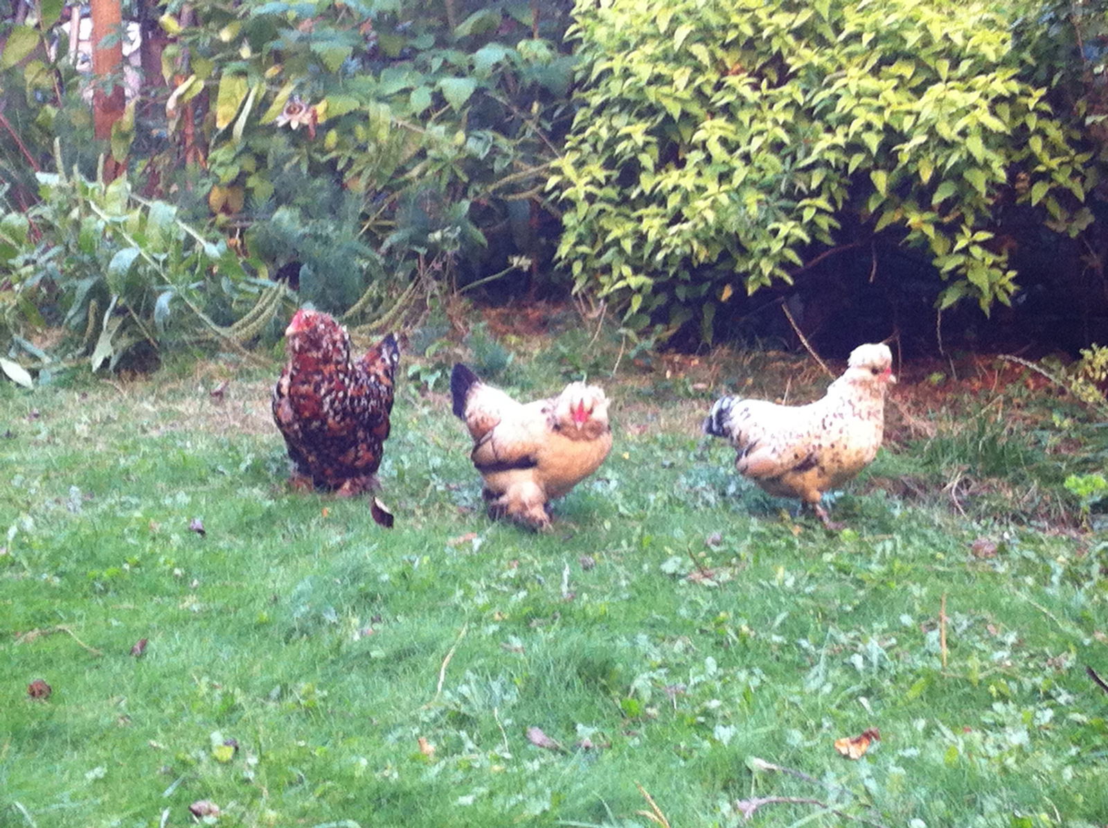 Colocation Forest 157811