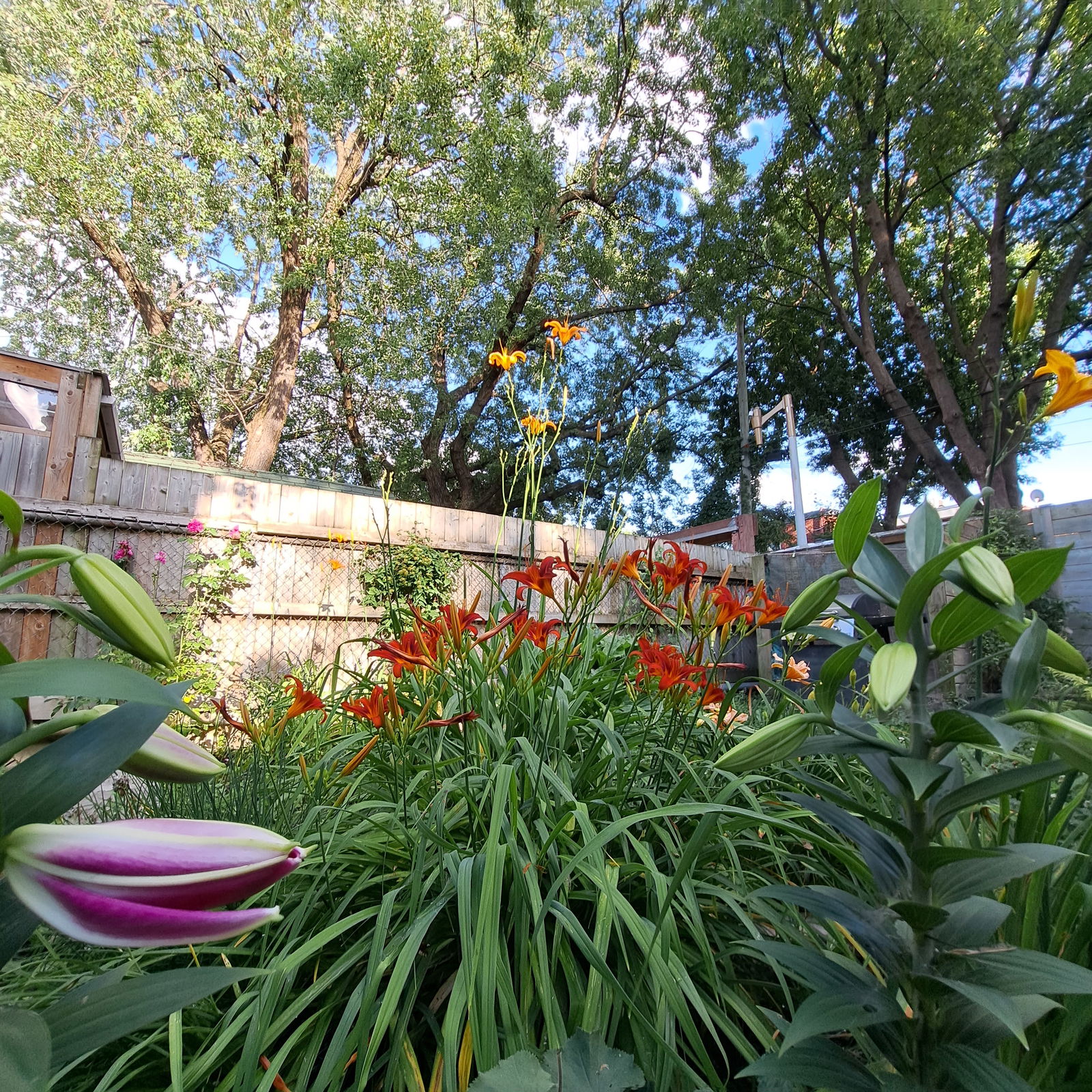 Homestay Montréal 238660