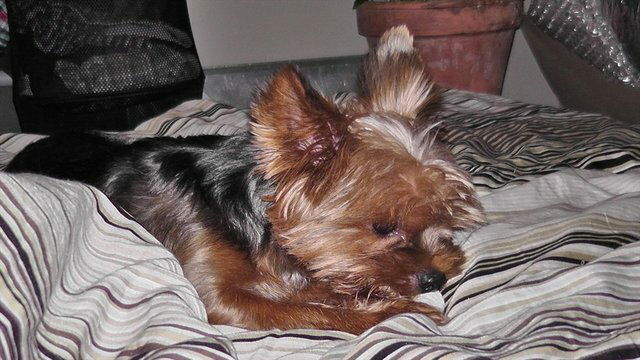 Kolokation Villejuif 18105