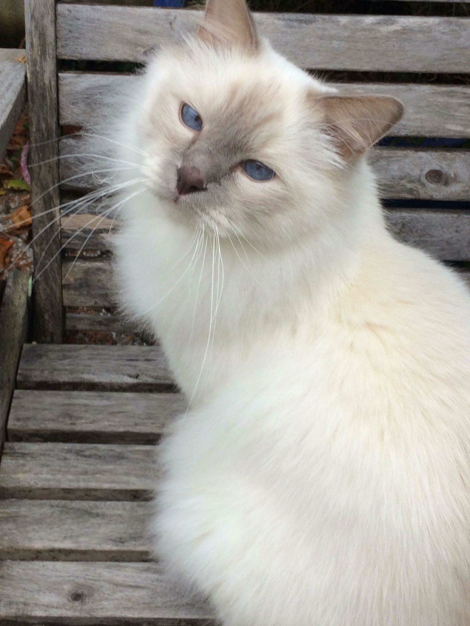 Gastfamilie Asnières-sur-Seine 52087