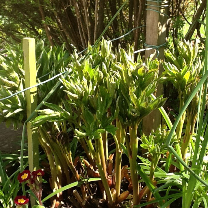 Gastfamilie Lowdham 206028