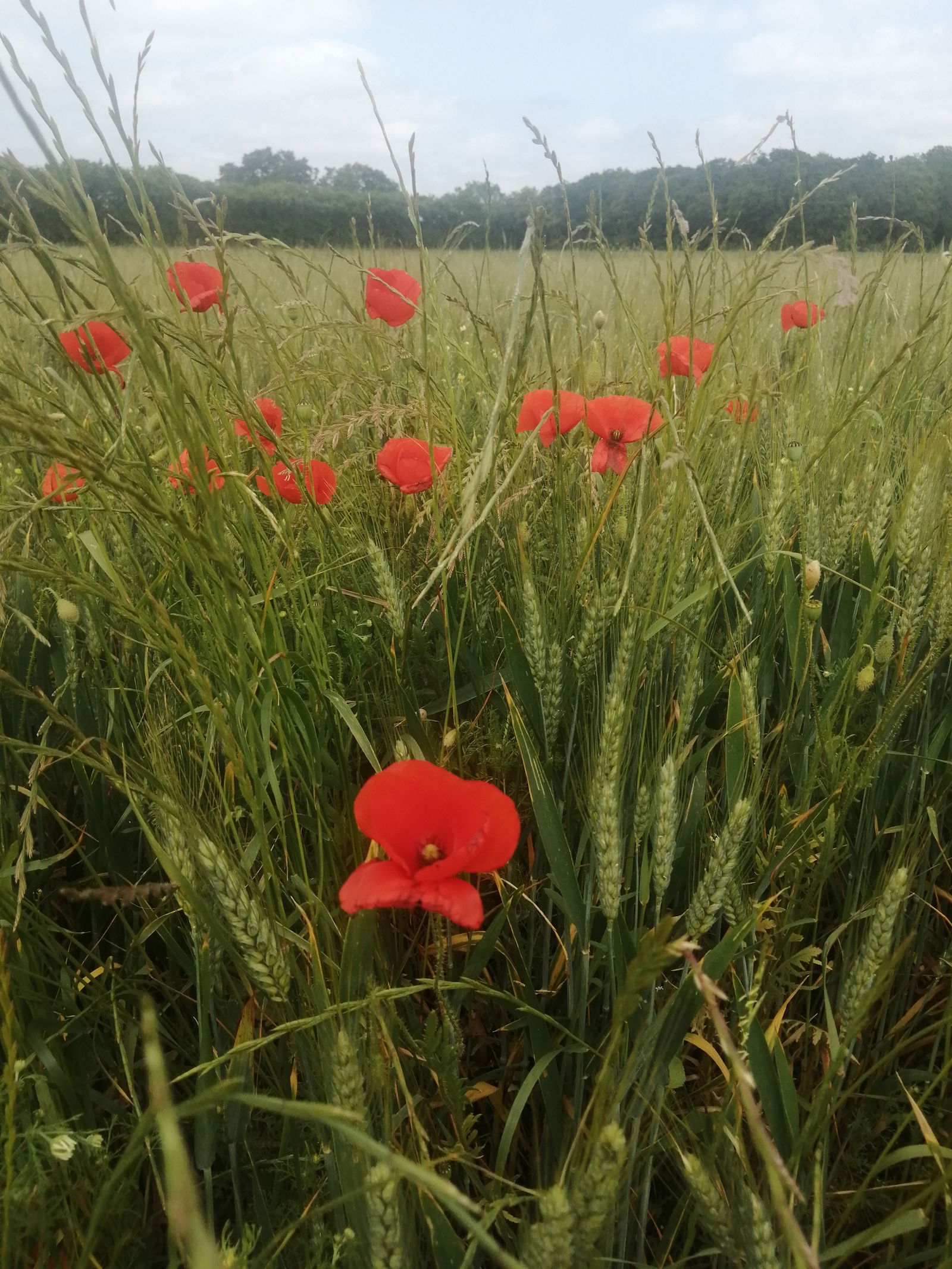 Gastfamilie Puilboreau 253725