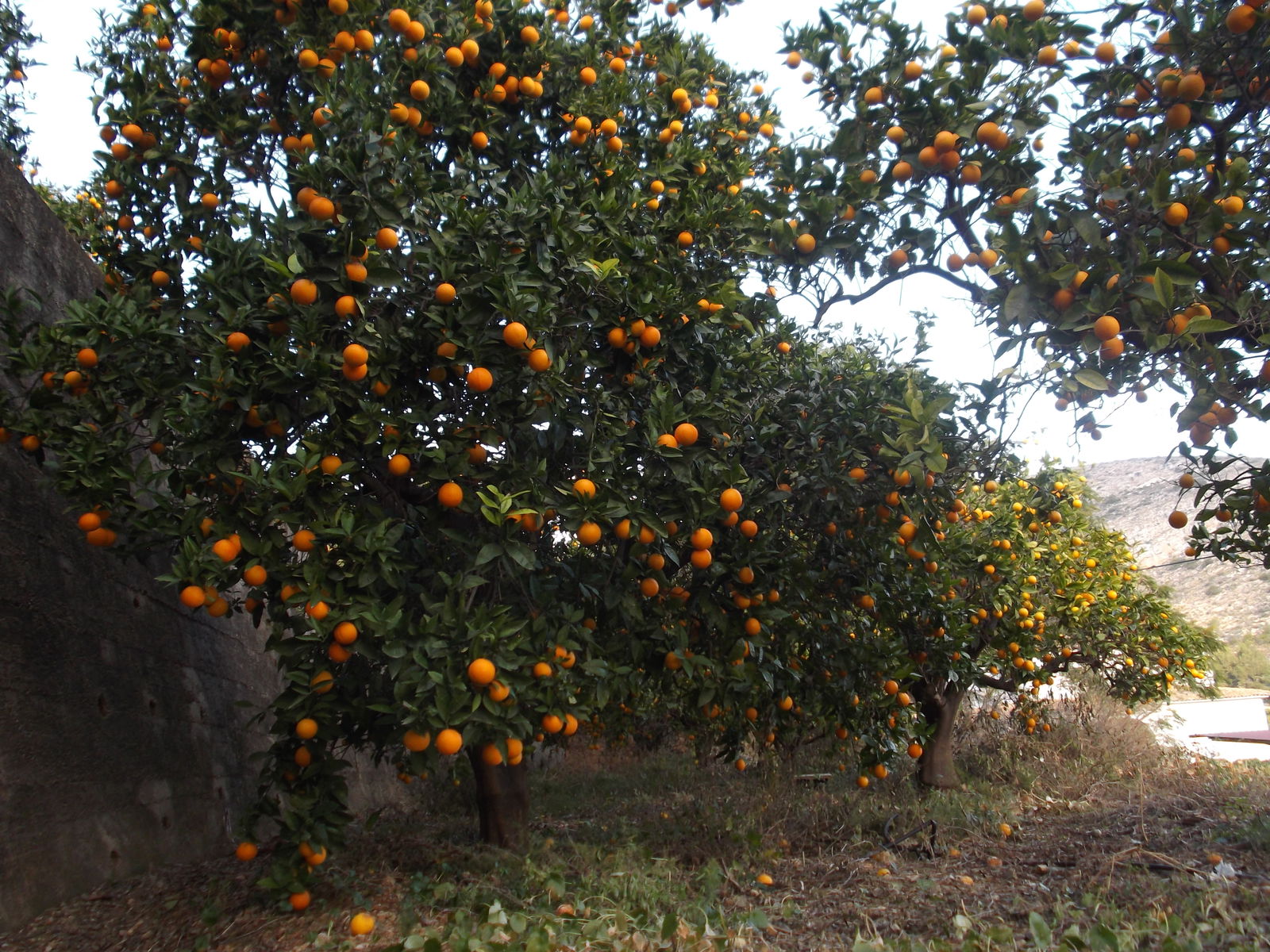 Kotimajoitus Gandia 133209