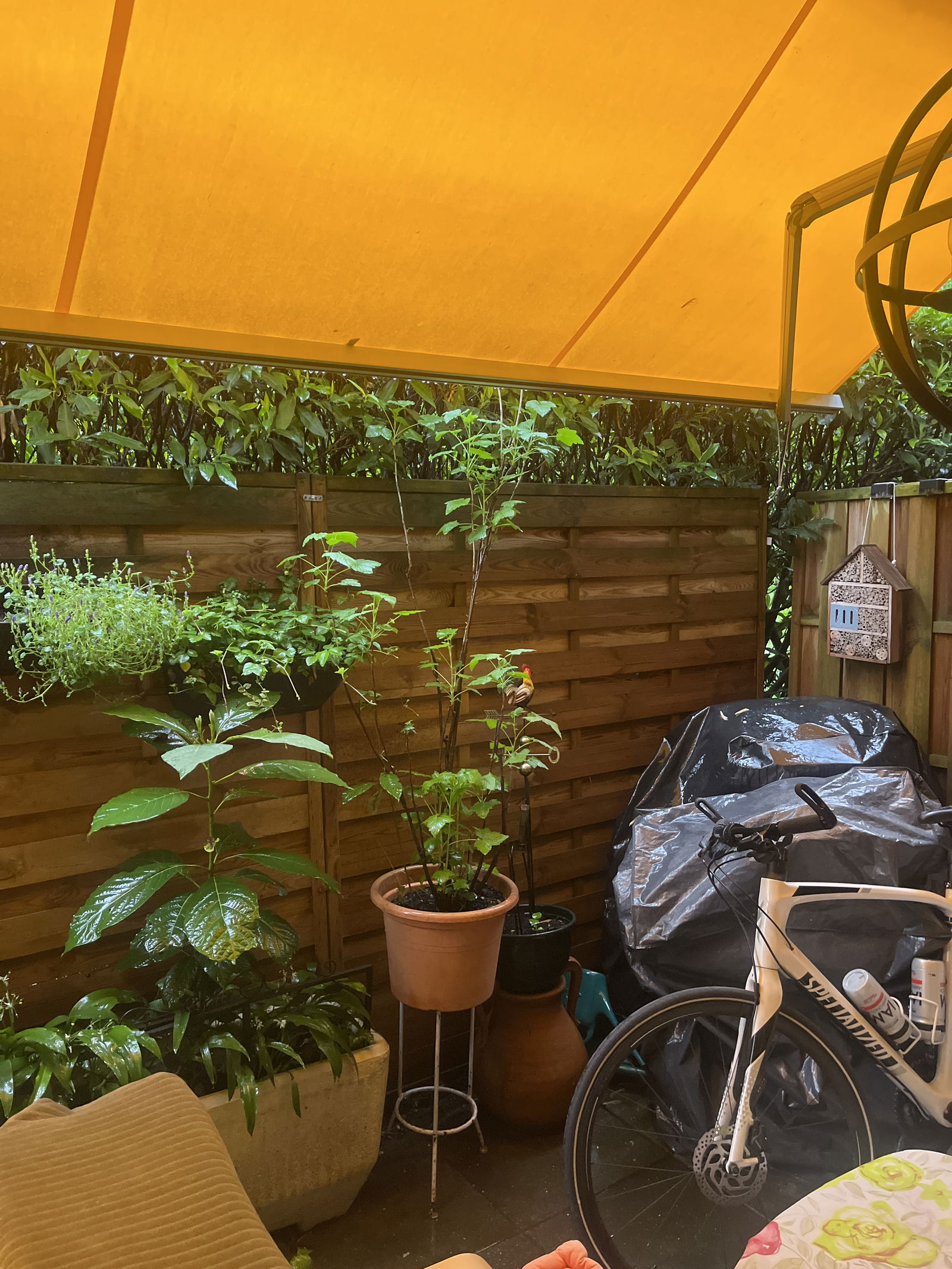 Colocación Thônex 518669