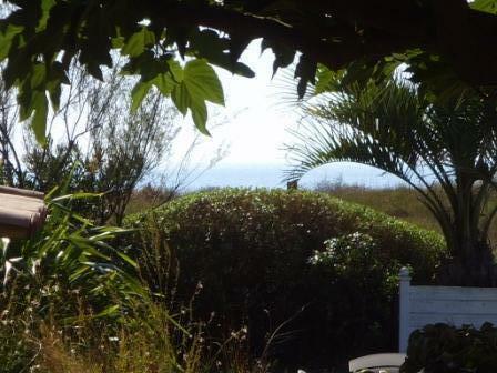 Kolokasie Sainte-Marie-de-Ré 83034