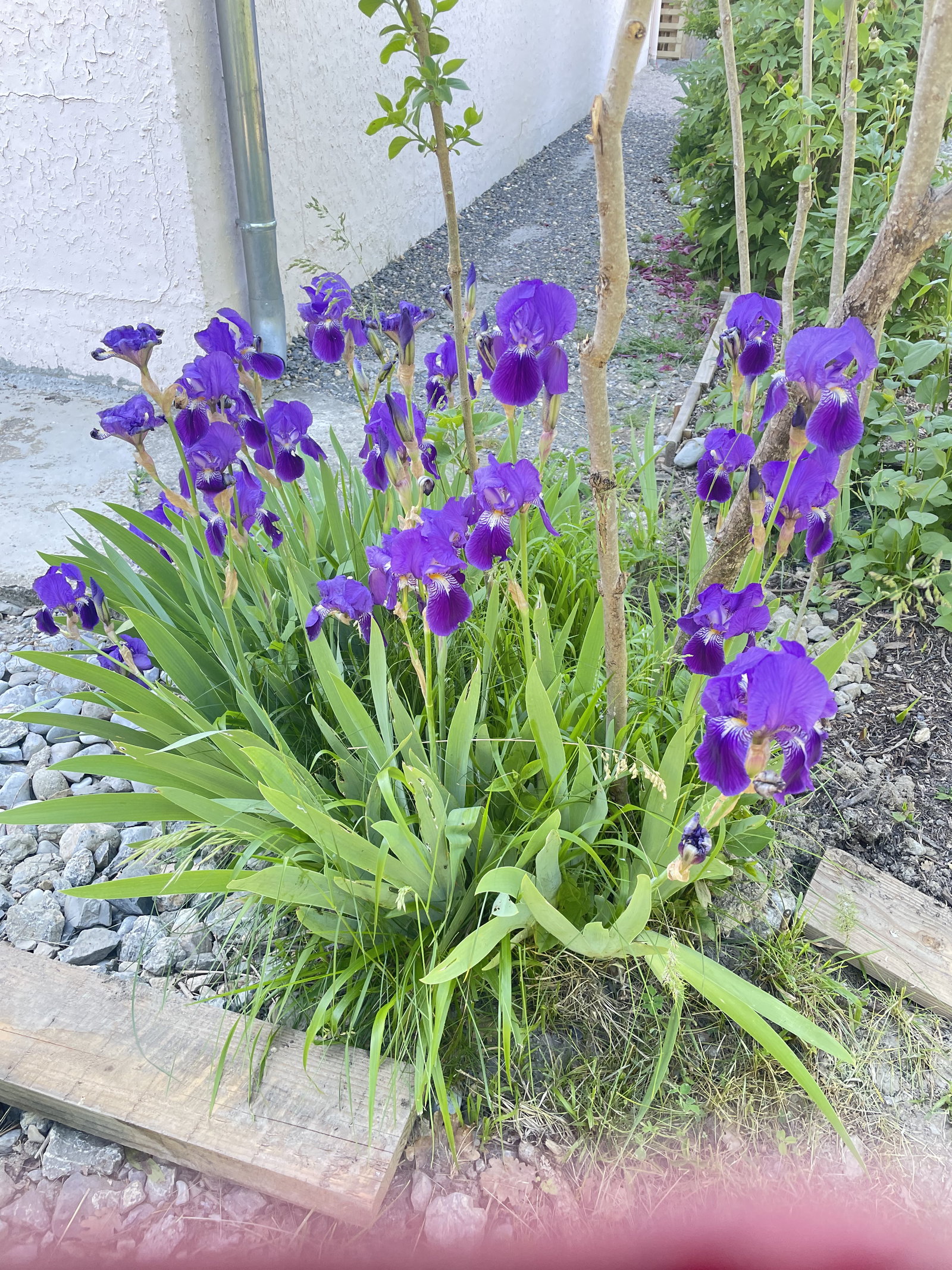 Homestay Digne-les-Bains 384735