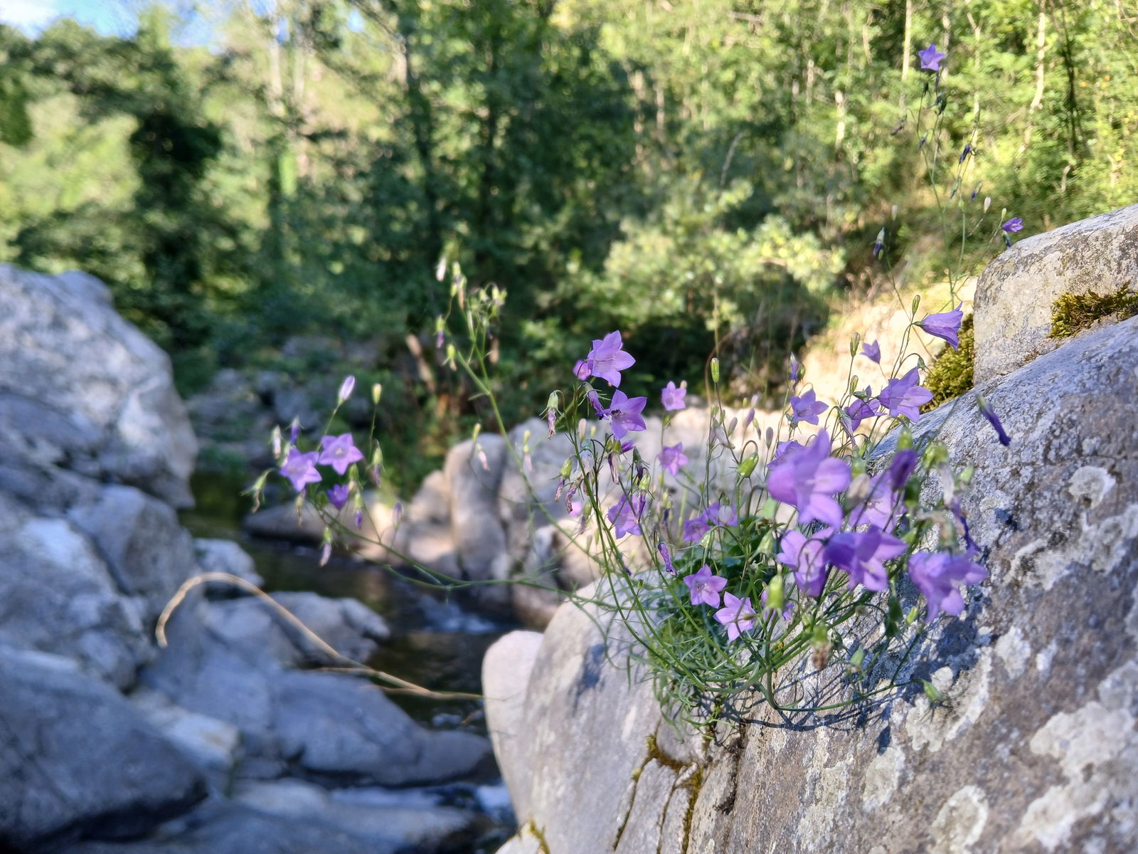 Colocation Saint-Sylvestre 264542