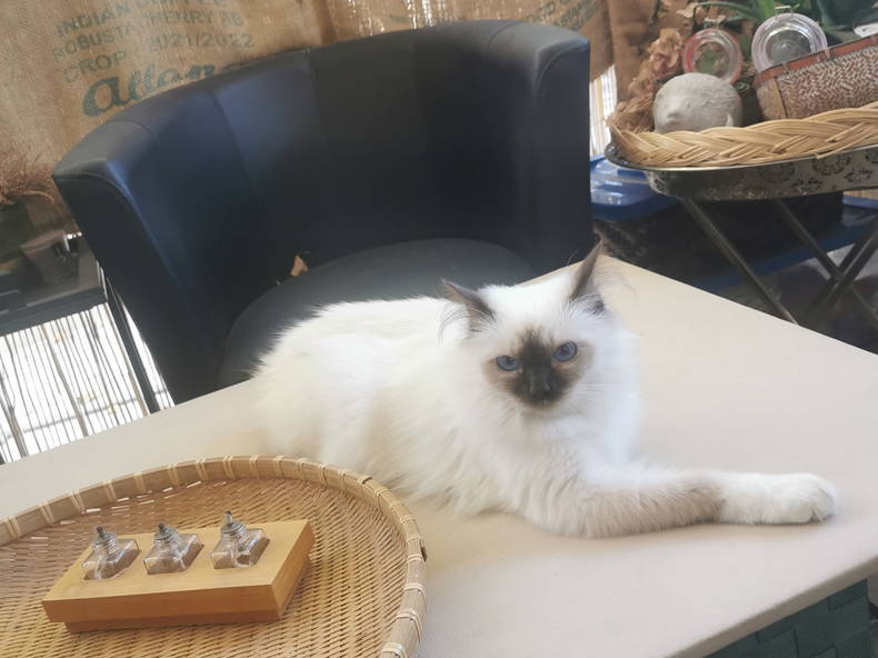 Colocation Montpellier 303225-2