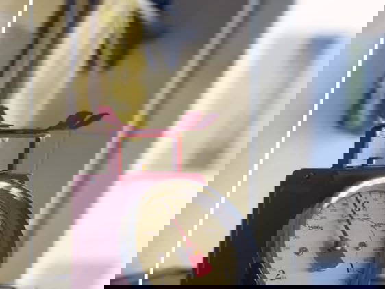 Colocation Nice 313034-1