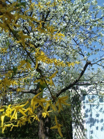 Homestay Strasbourg 17302