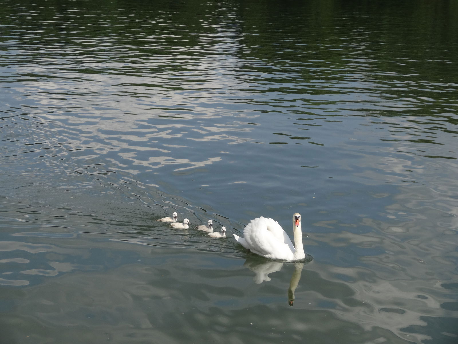 Colocation Athis-Mons 246665