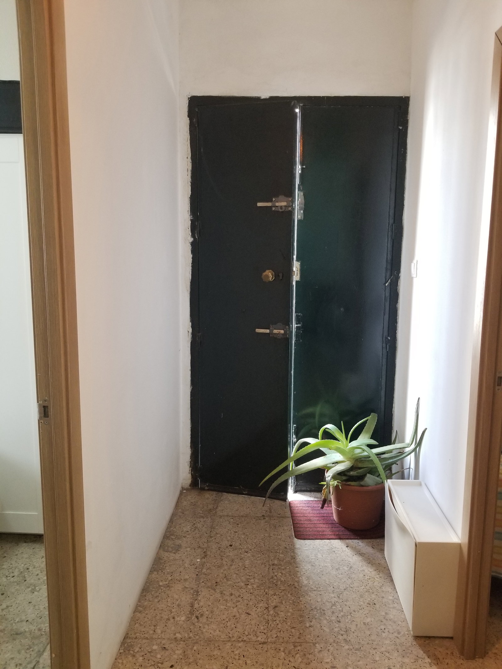 Kolokasie Sevilla 660759