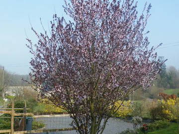 Cały Dom Cerisy-la-Forêt 45652-2
