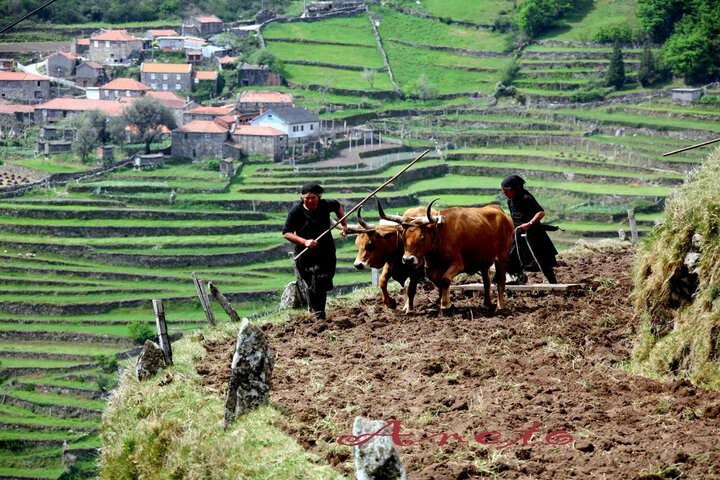 Entire Home Viana do Castelo 239211